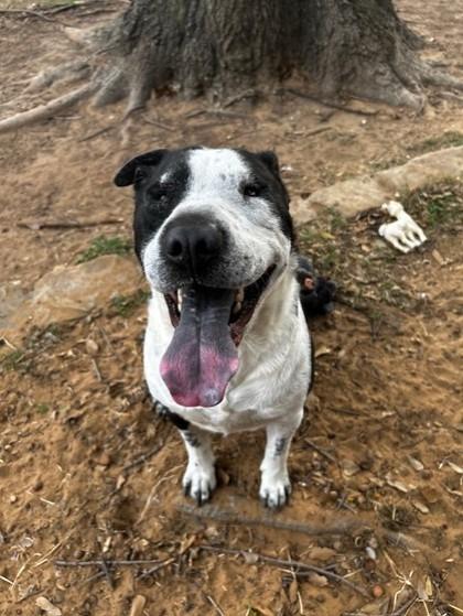 Enlarge Hanzel / Grettel, a Adoptable mixed breed in Richland Hills, TX image 1/1