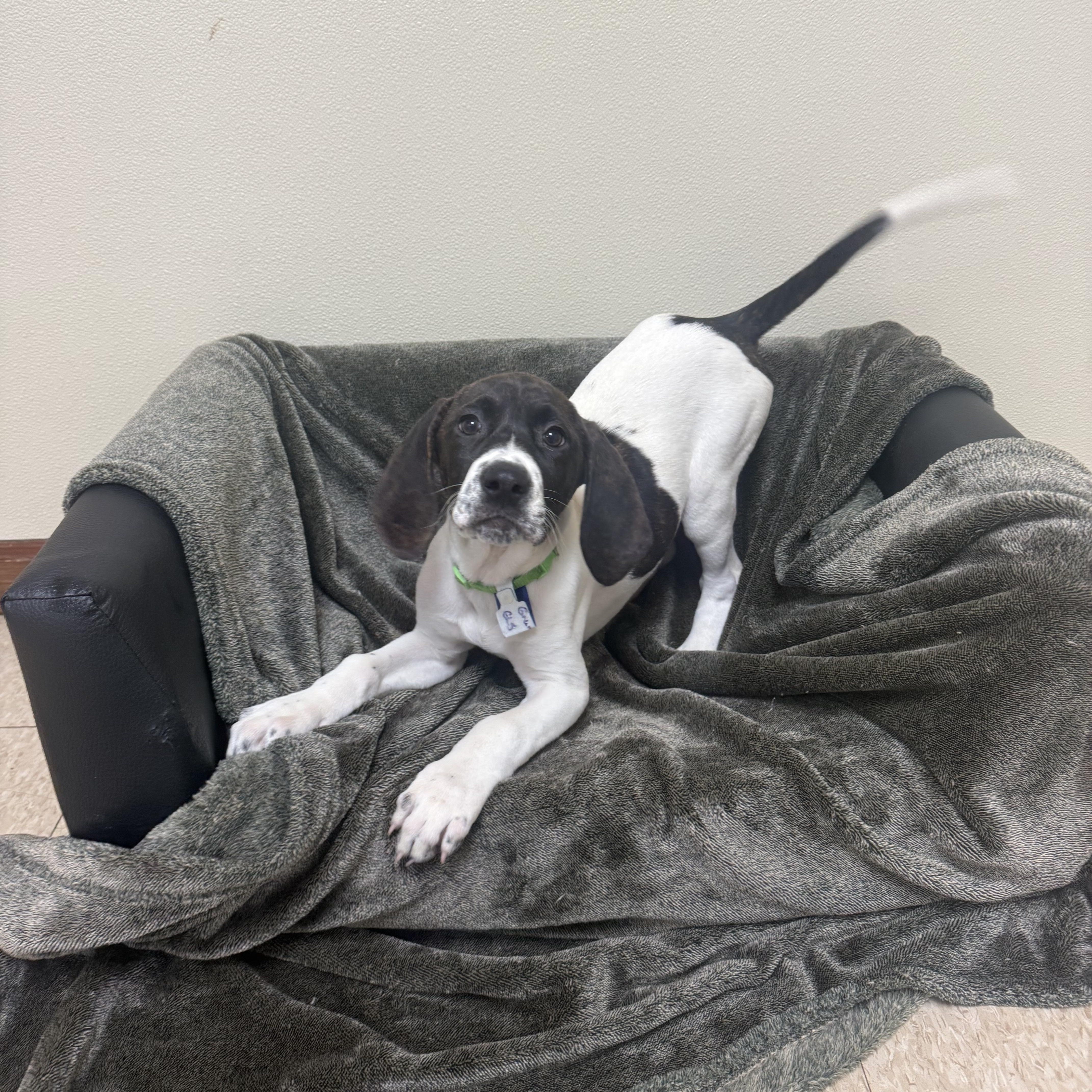 Enlarge Grumpy , a Adoptable mixed breed in Douglas, MA image 4/5