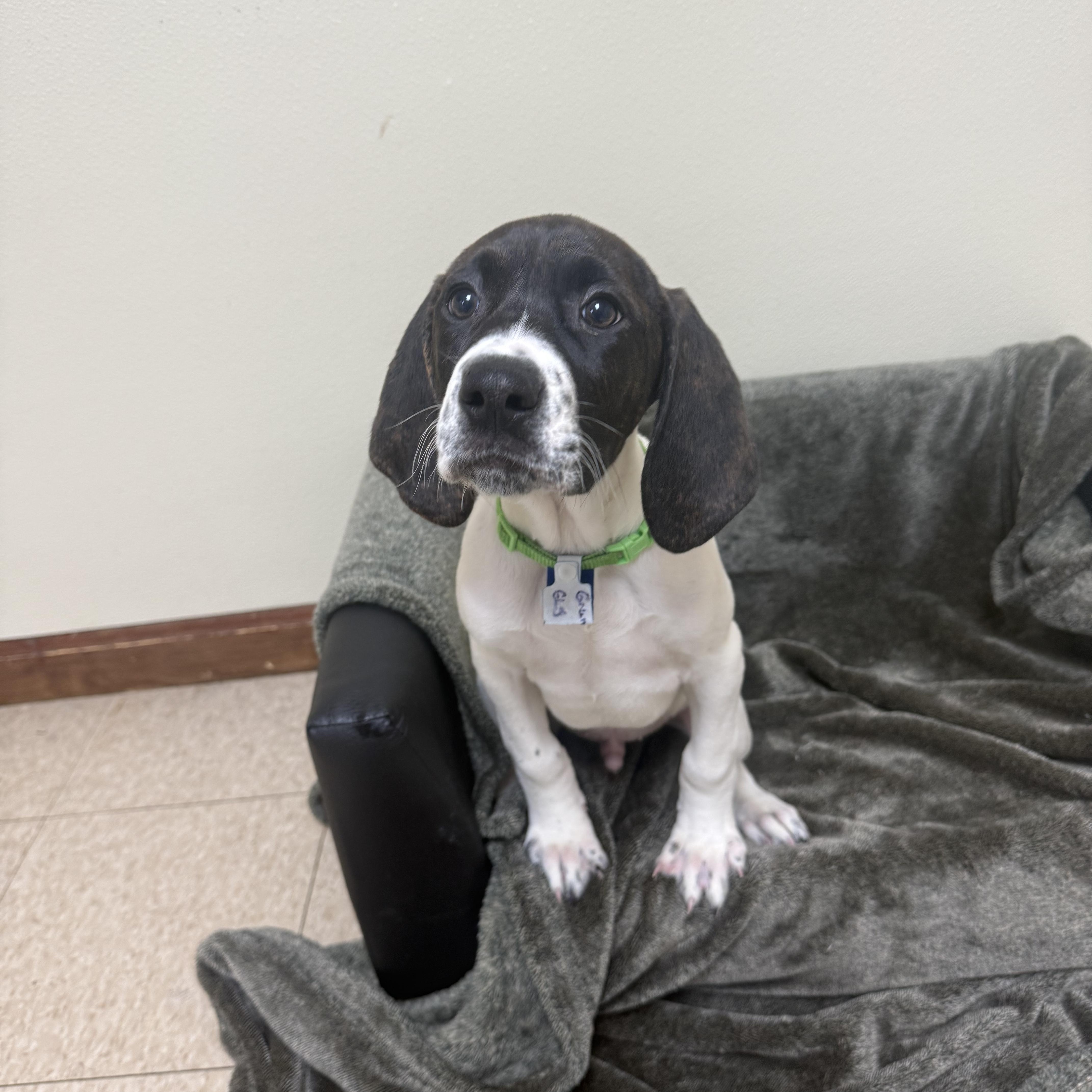 Enlarge Grumpy , a Adoptable mixed breed in Douglas, MA image 3/5