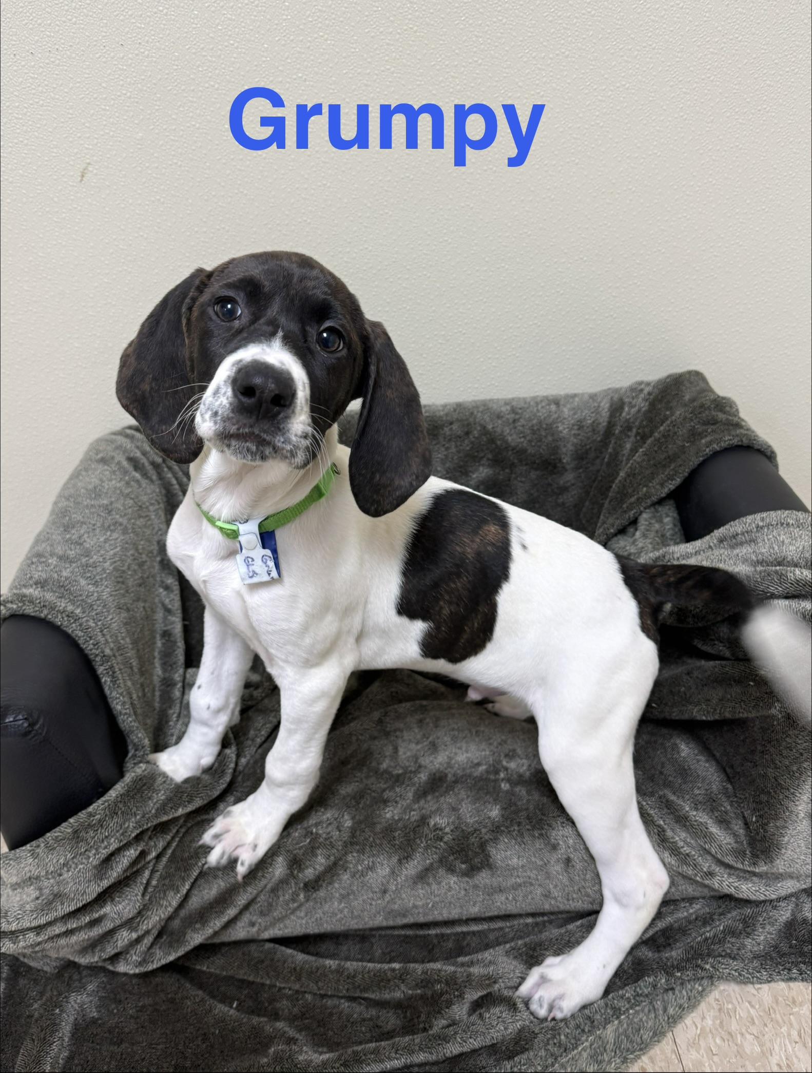 Enlarge Grumpy , a Adoptable mixed breed in Douglas, MA image 5/5