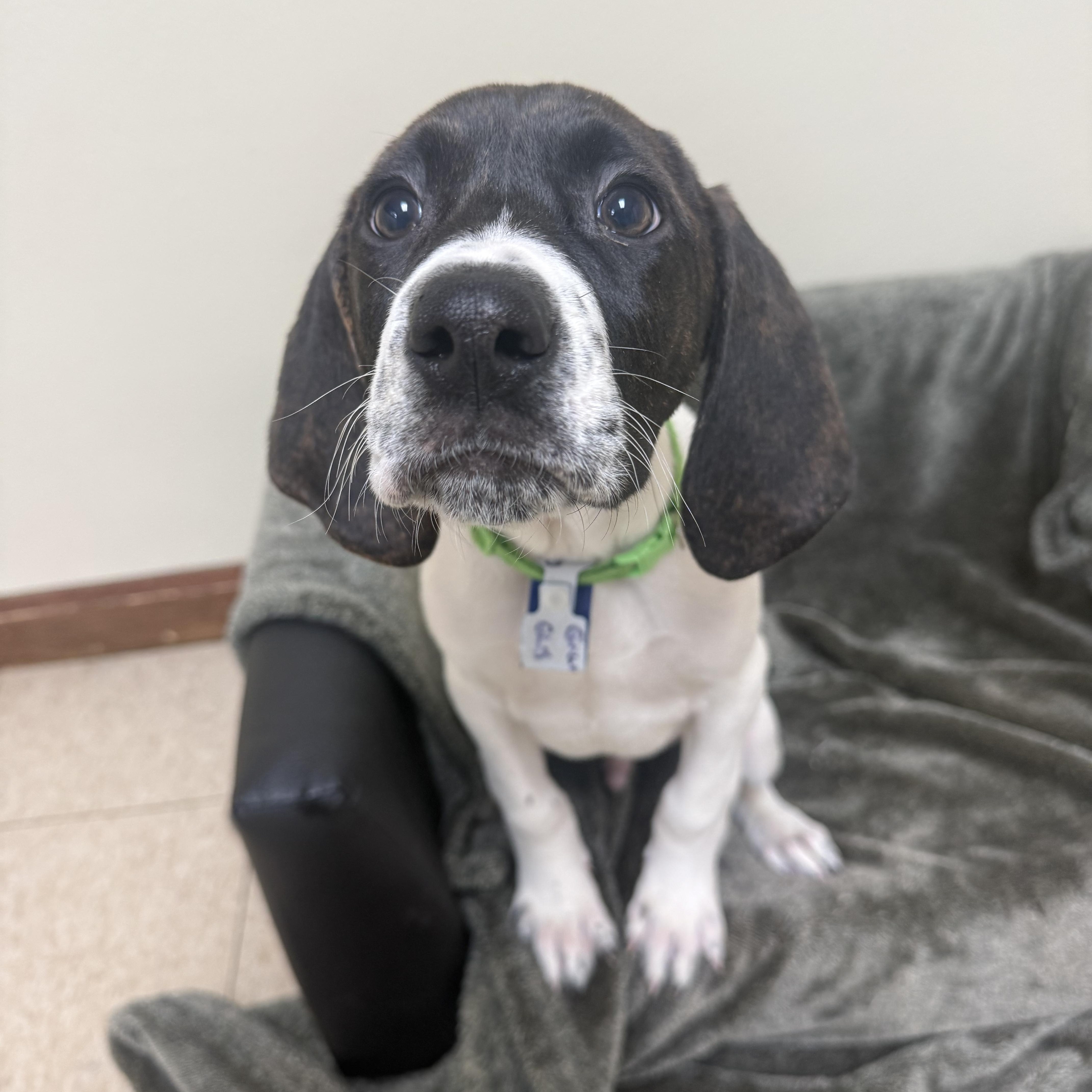 Enlarge Grumpy , a Adoptable mixed breed in Douglas, MA image 2/5