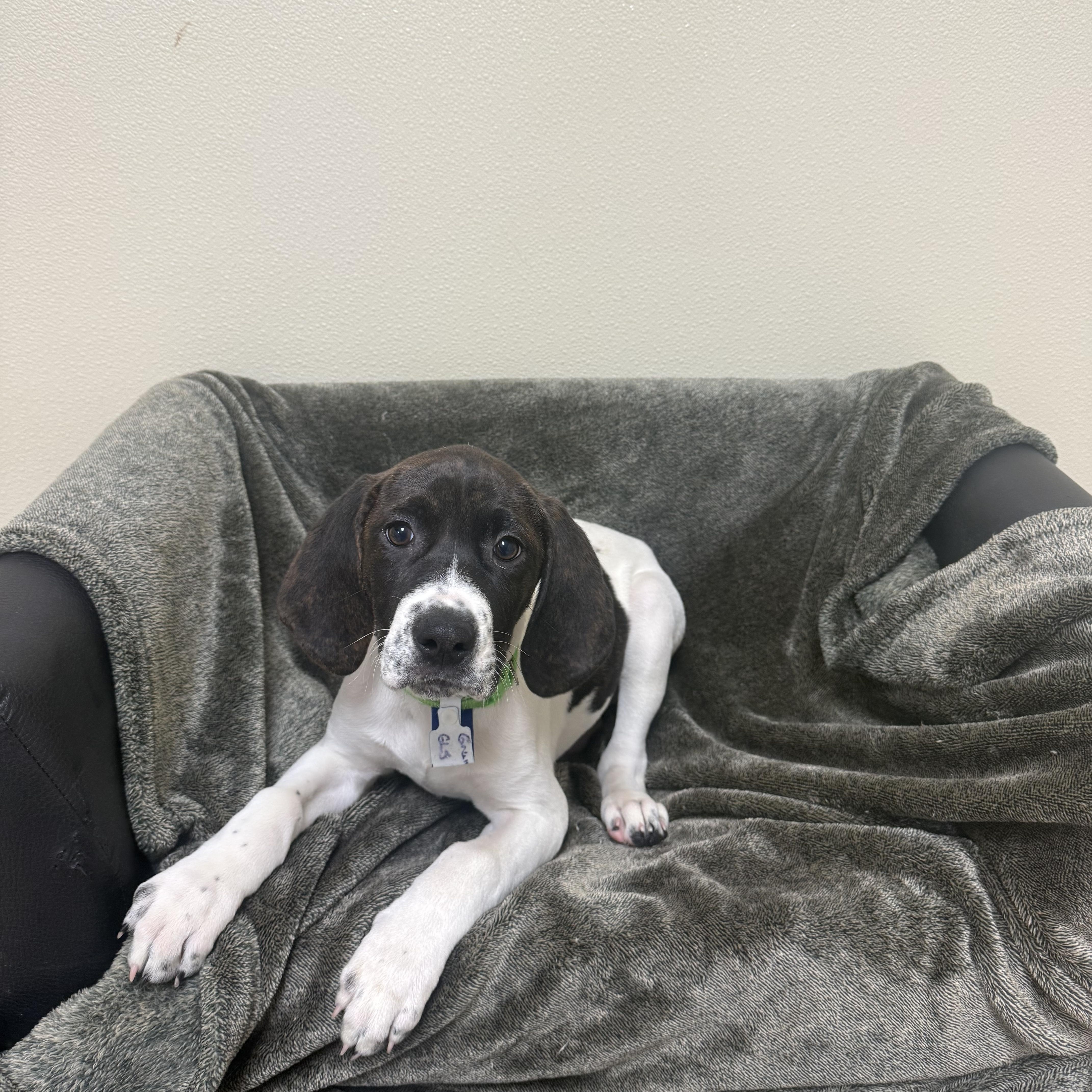 Grumpy , Adoptable, Puppy Male Hound.