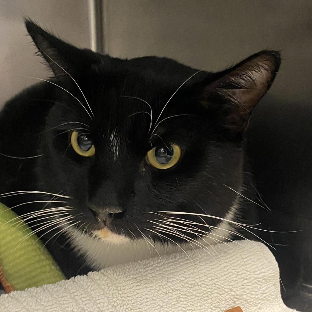 Pulsar — thumbnail 2