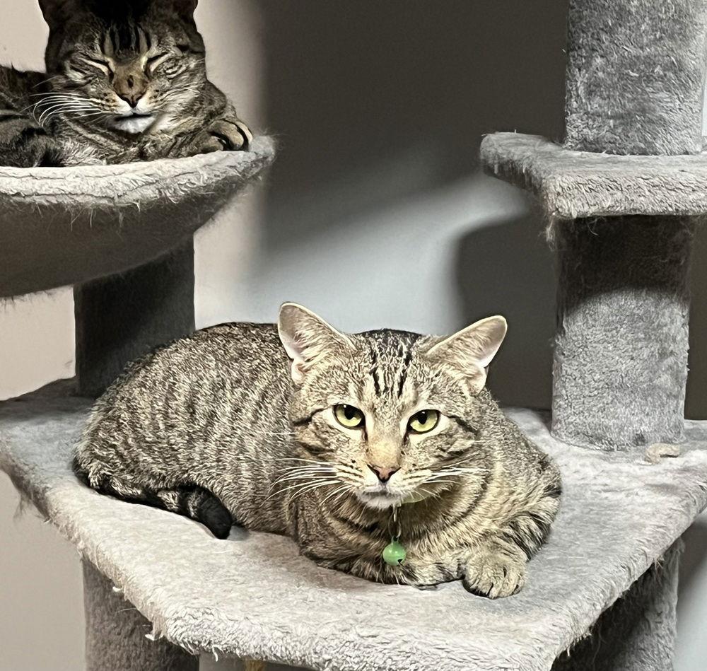 Gary, Adoptable, Adult Male Domestic Short Hair & Domestic Short Hair.