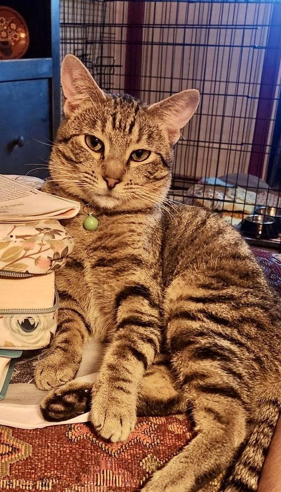 Enlarge Gary, a Adoptable mixed breed in O'Fallon, MO image 2/2