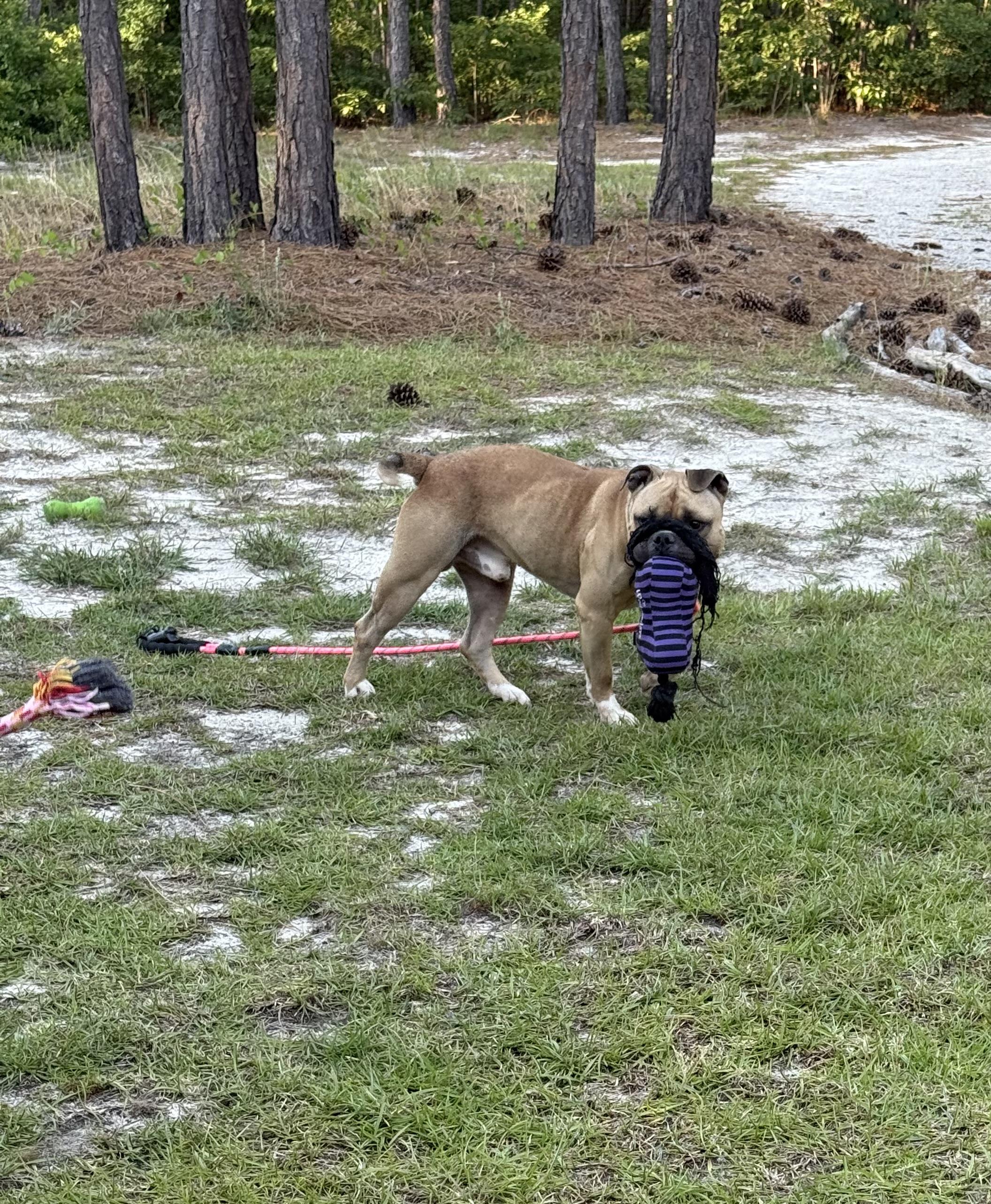 Frank, Adopted, Adult Male Bulldog.
