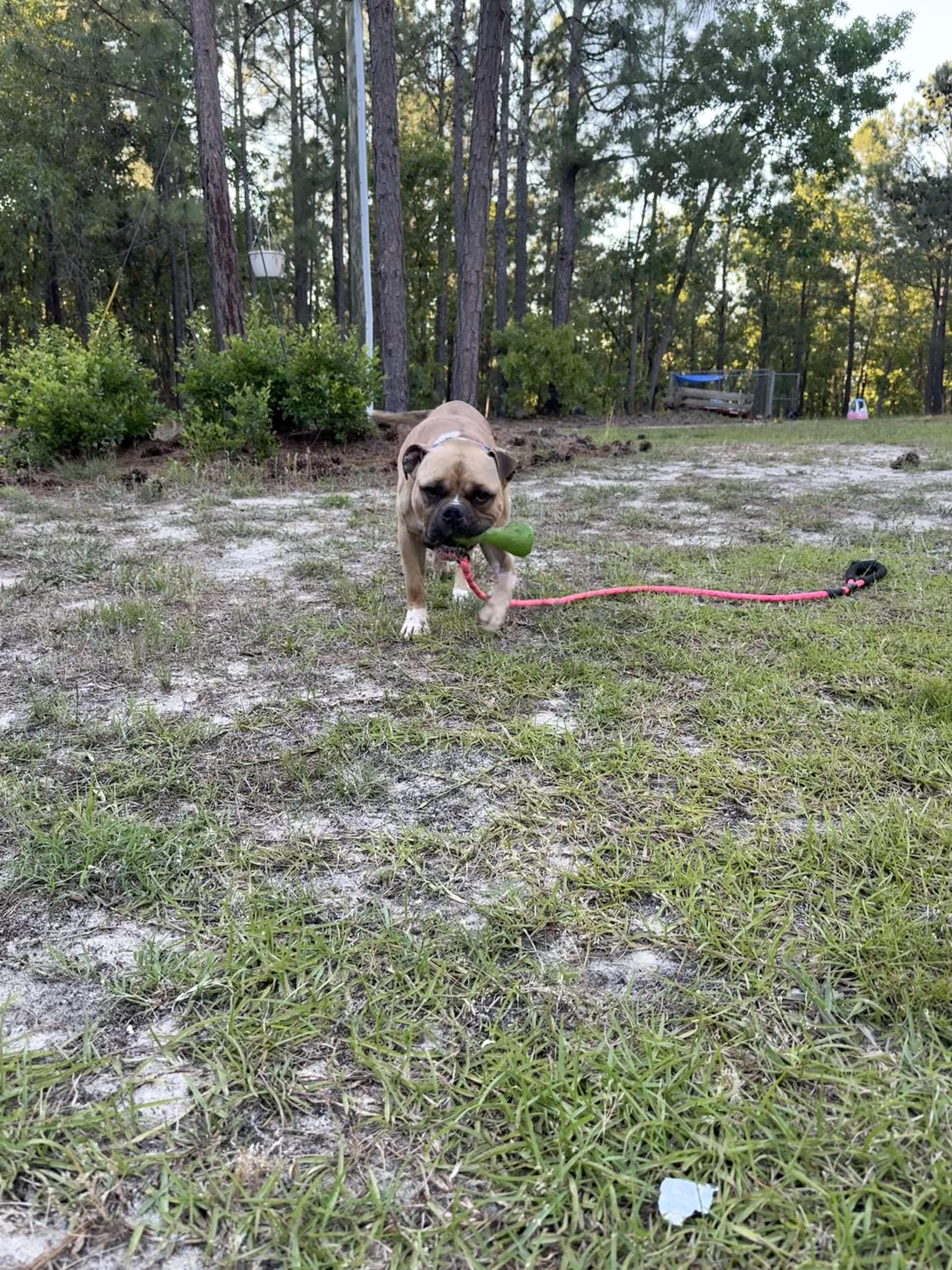 Frank, a Adopted mixed breed in Mount Croghan, SC image 2/3