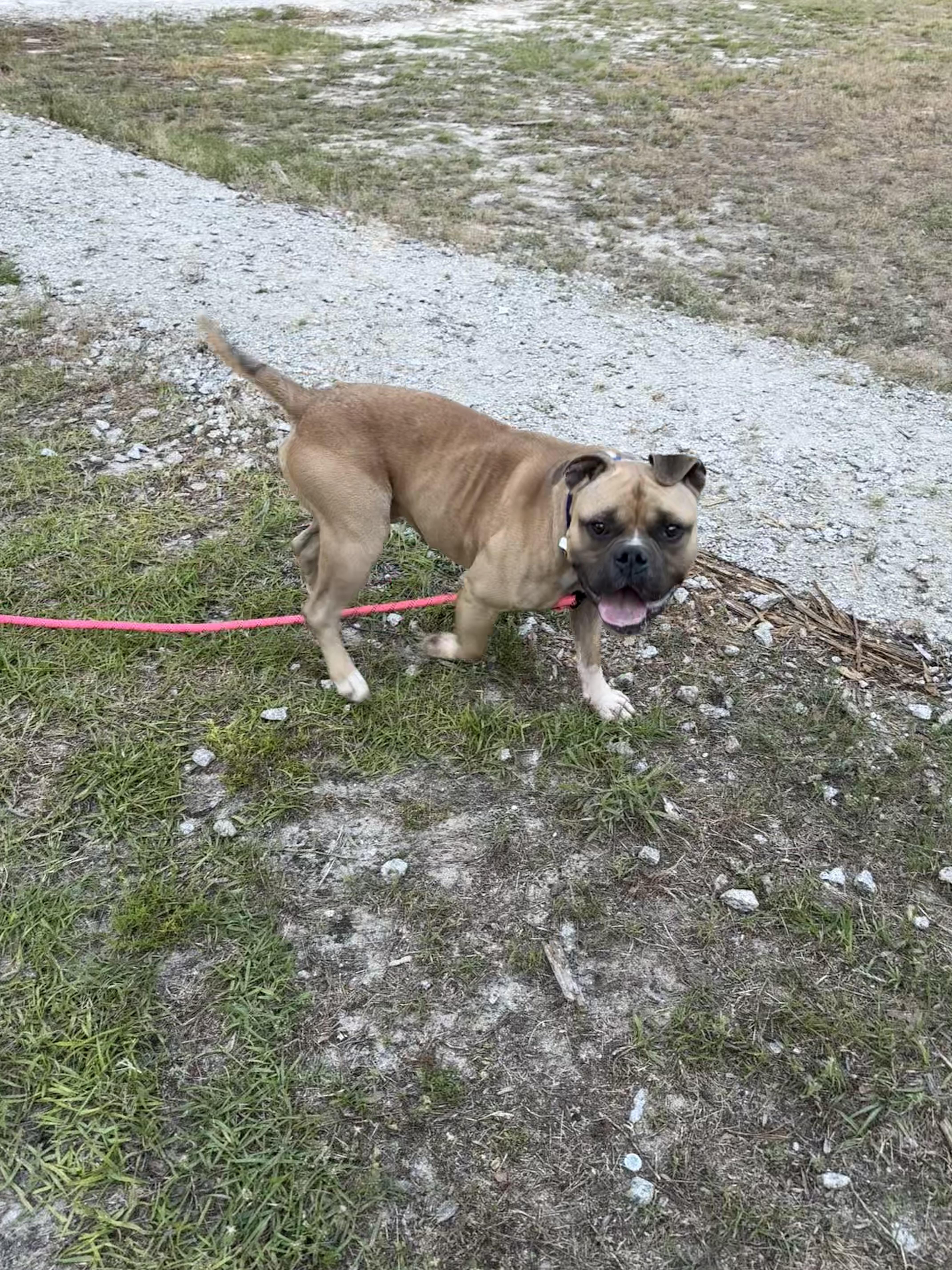 Frank, a Adopted mixed breed in Mount Croghan, SC image 3/3