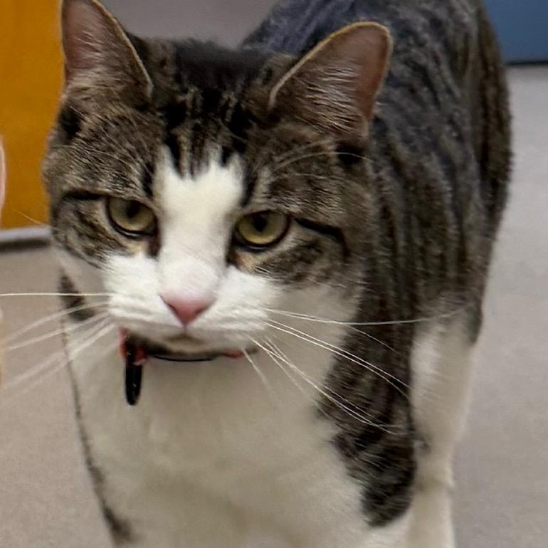 Elaine, Adoptable, Young Female Domestic Short Hair.