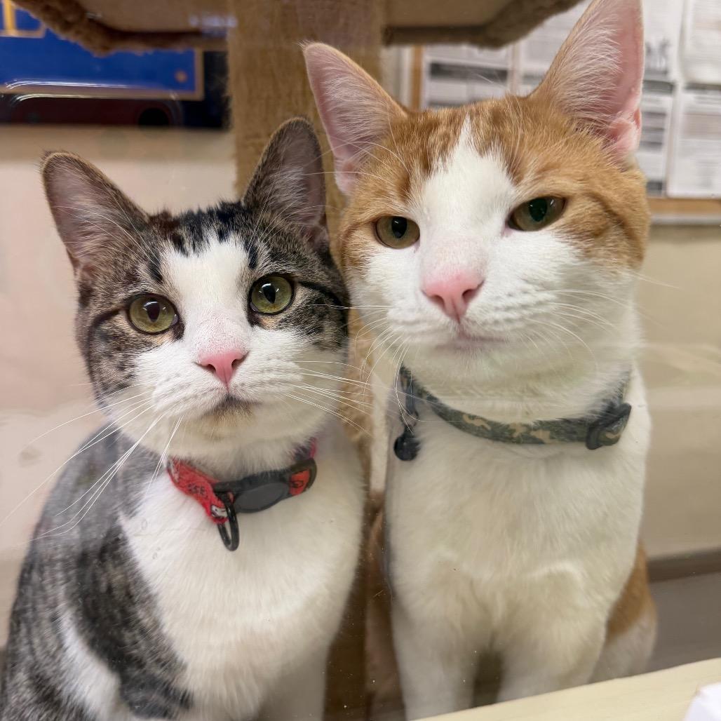 Enlarge Elaine, a Adoptable Domestic Short Hair in Middlebury, VT image 2/6