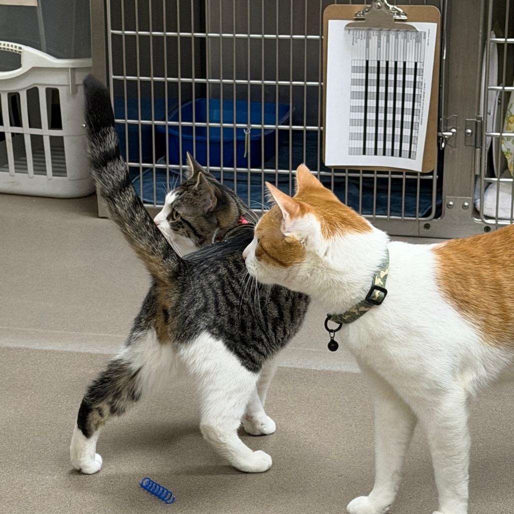 Enlarge Elaine, a Adoptable Domestic Short Hair in Middlebury, VT image 3/6