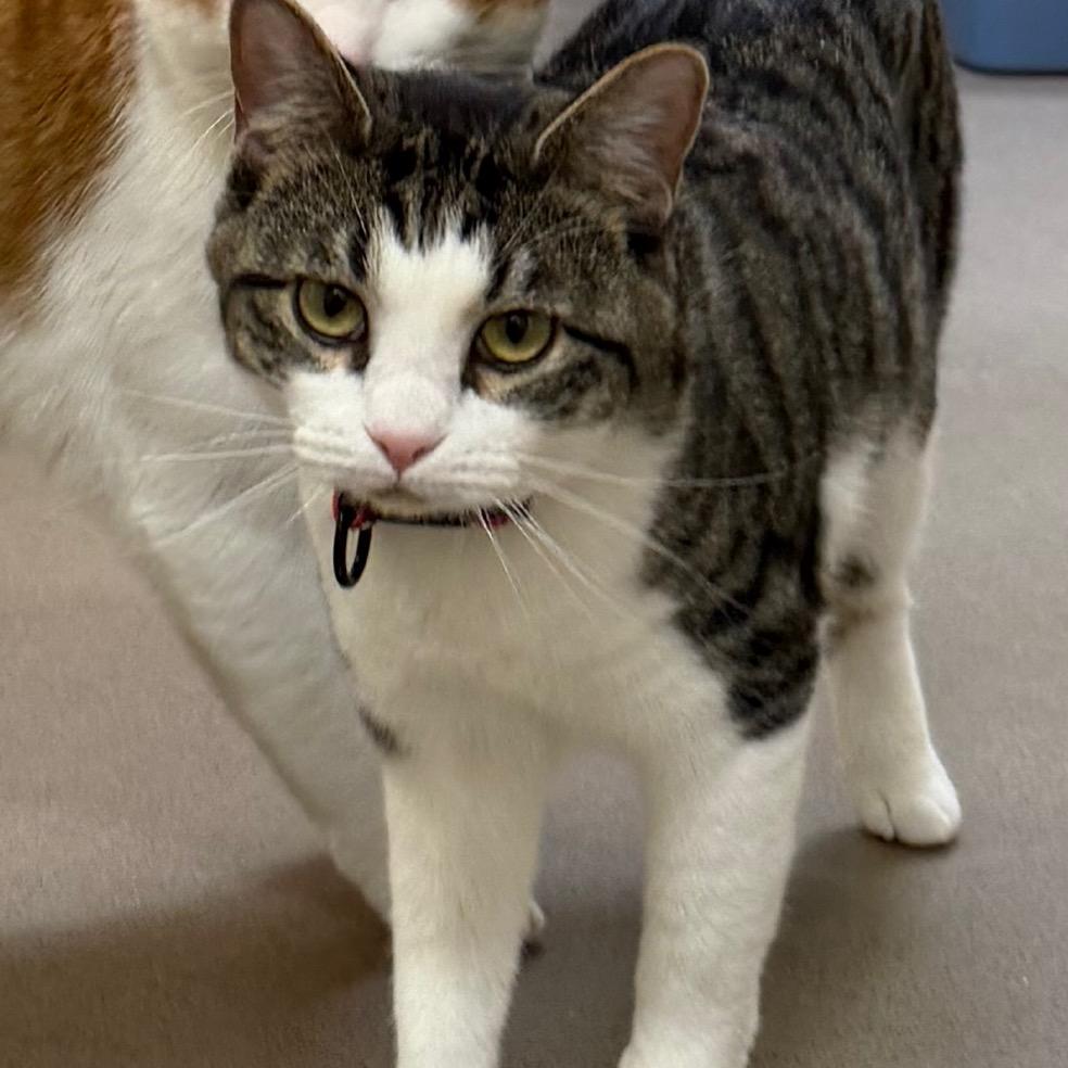 Enlarge Elaine, a Adoptable Domestic Short Hair in Middlebury, VT image 4/6