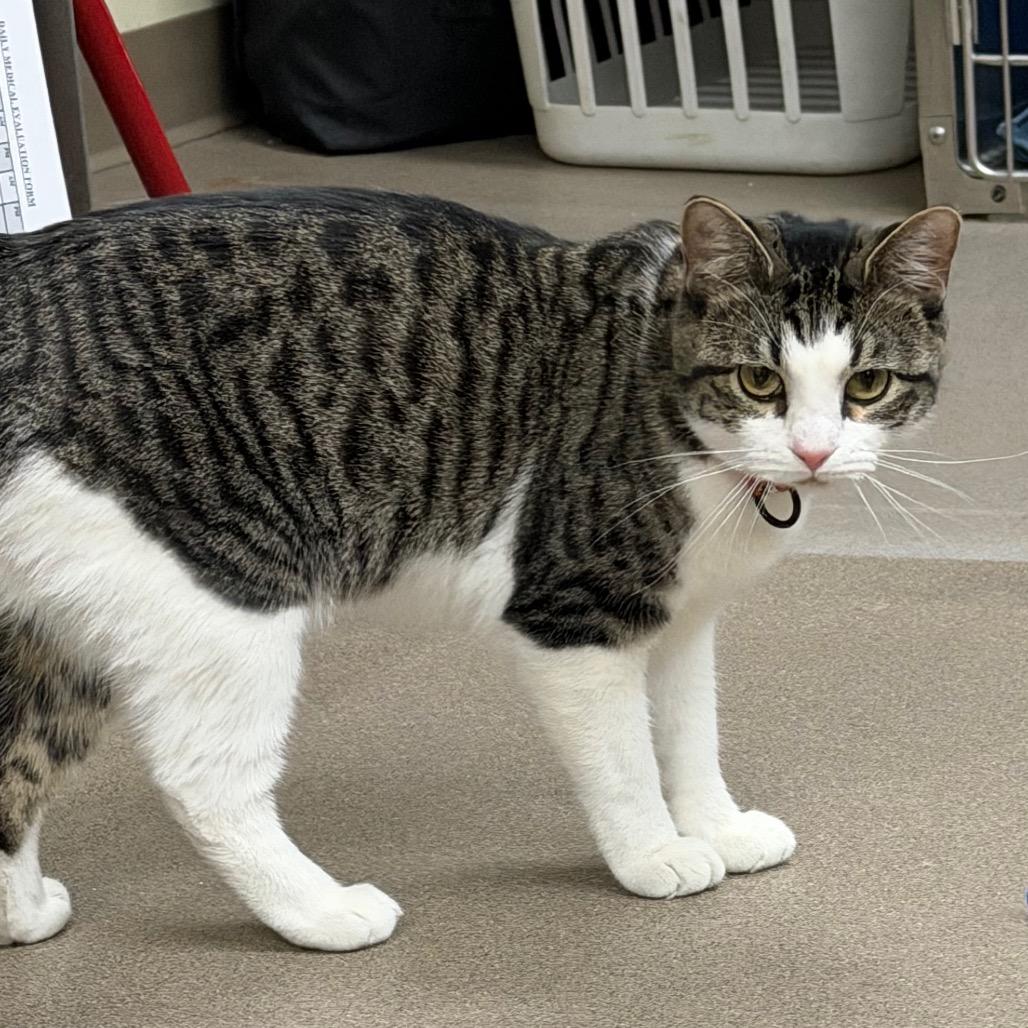 Enlarge Elaine, a Adoptable Domestic Short Hair in Middlebury, VT image 5/6