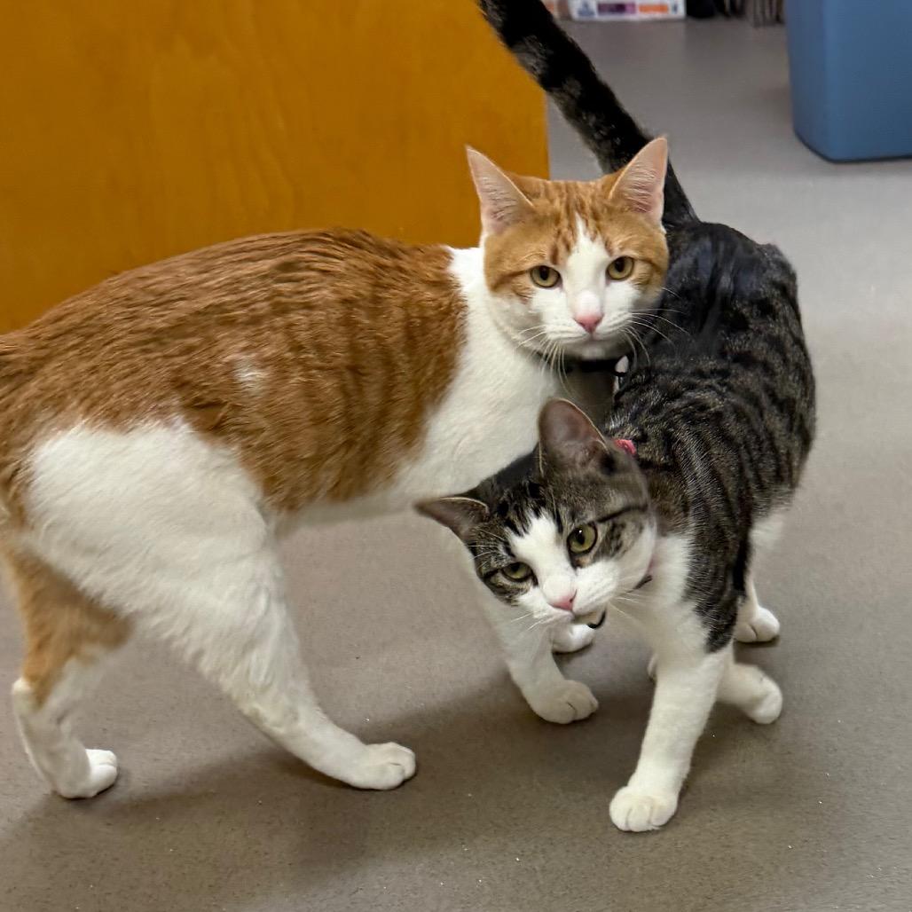 Enlarge Elaine, a Adoptable Domestic Short Hair in Middlebury, VT image 6/6