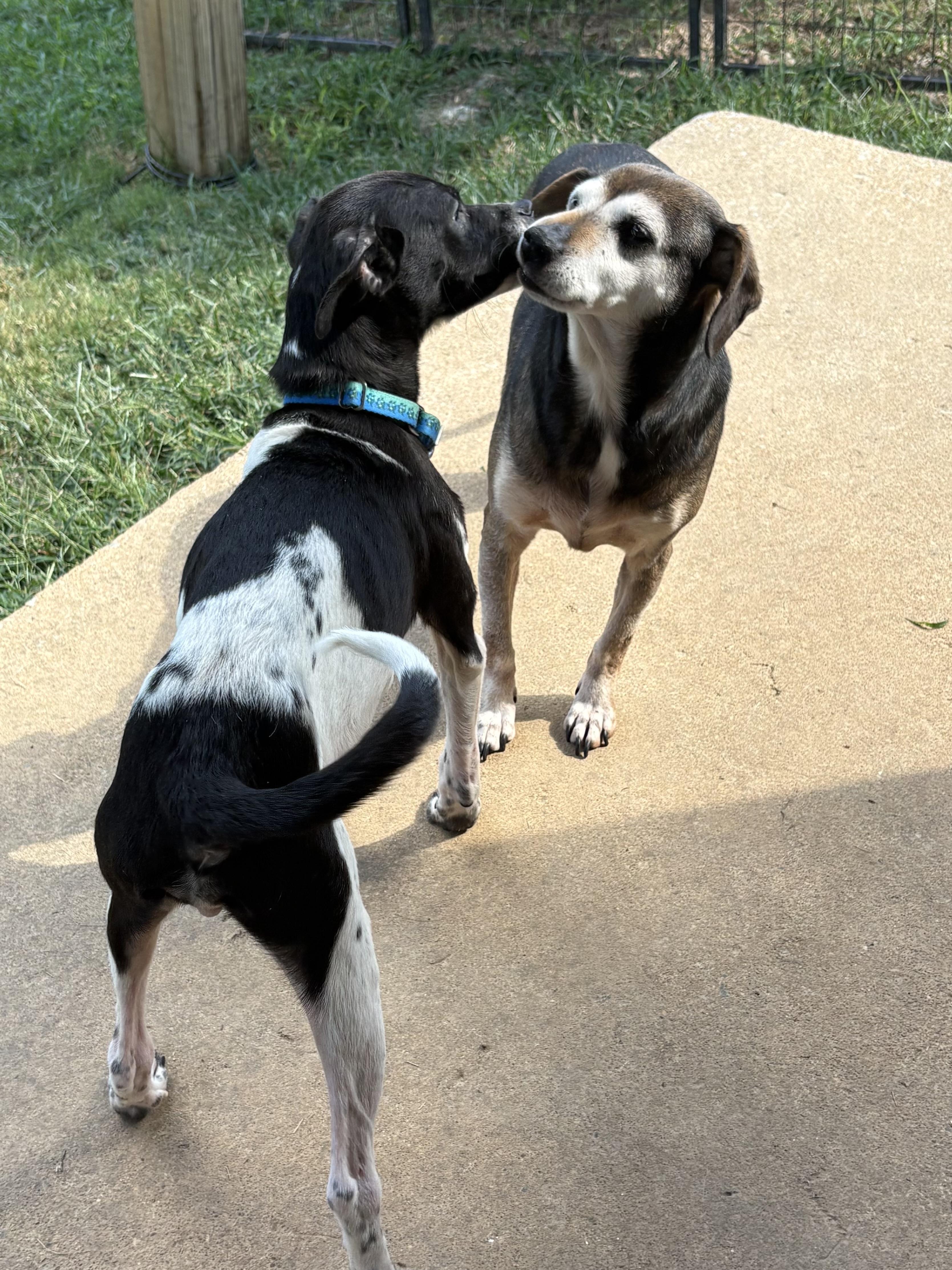 Enlarge Angus, a ADOPTABLE mixed breed in Ooltewah, TN image 4/6