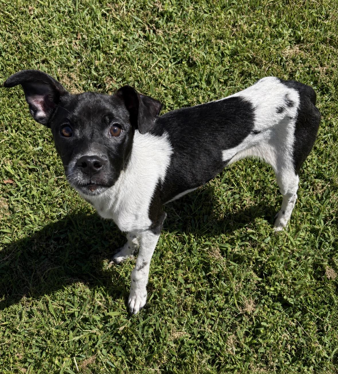 Enlarge Angus, a ADOPTABLE mixed breed in Ooltewah, TN image 2/6