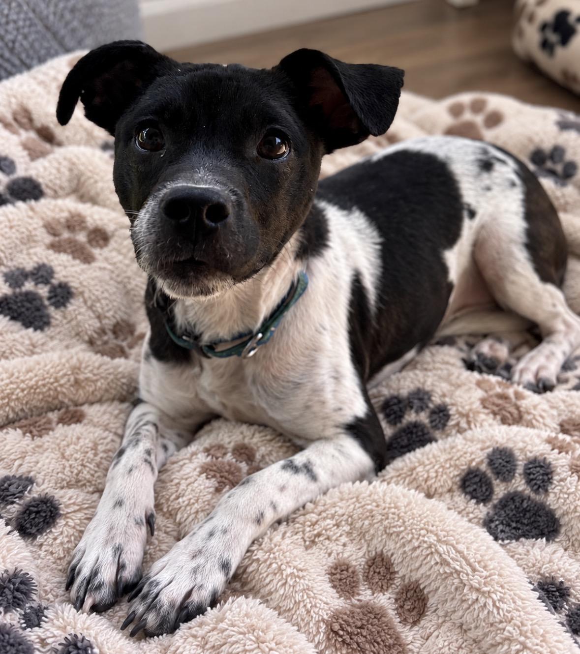 Enlarge Angus, a Adoptable mixed breed in Ooltewah, TN image 4/6