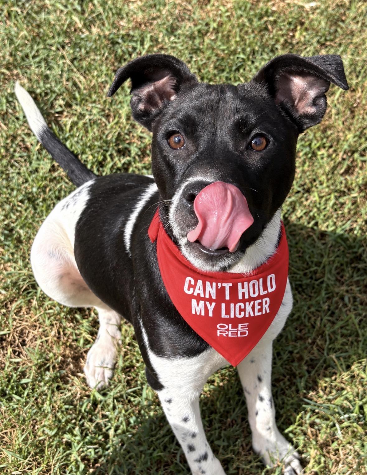 Enlarge Angus, a Adoptable mixed breed in Ooltewah, TN image 1/6
