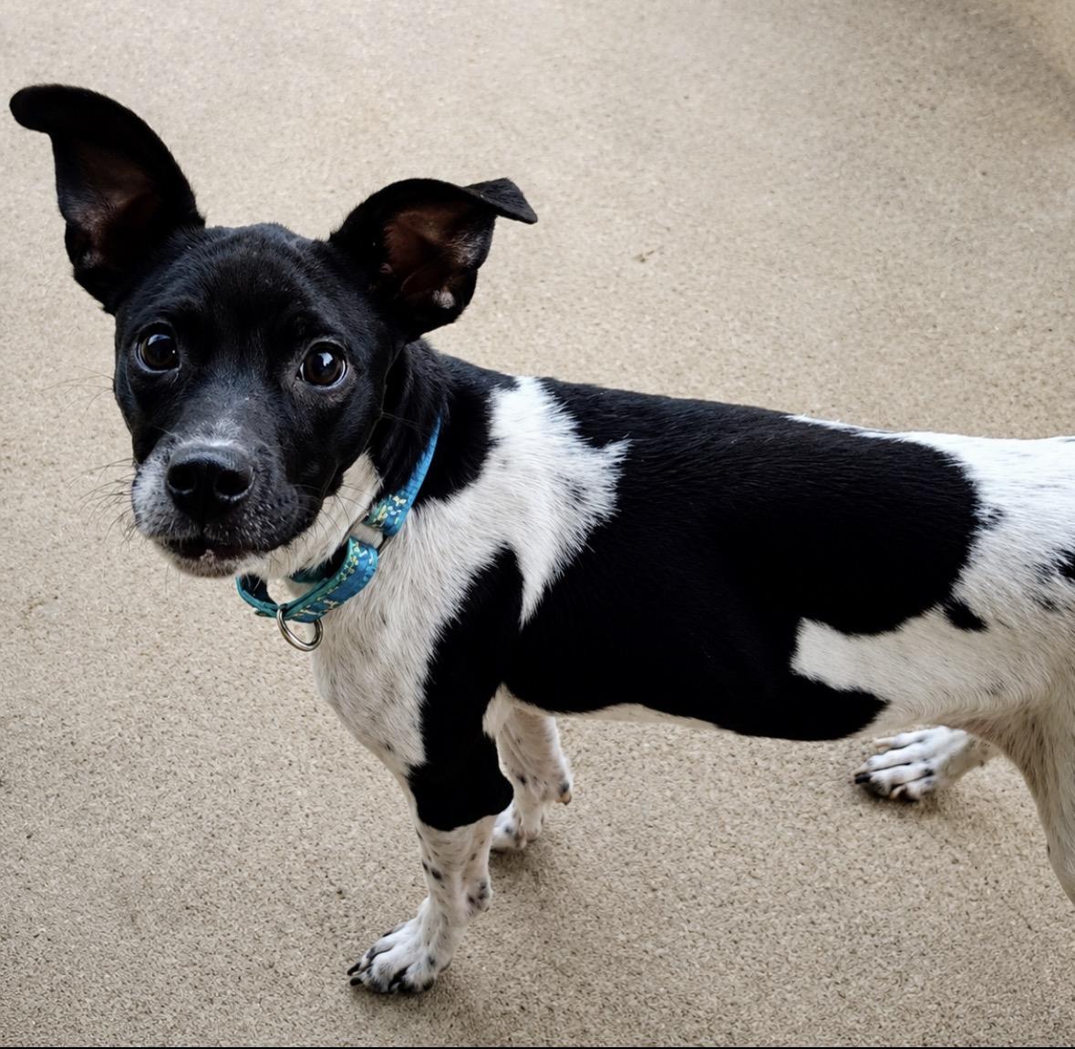 Angus, ADOPTABLE, Young Male Smooth Fox Terrier.