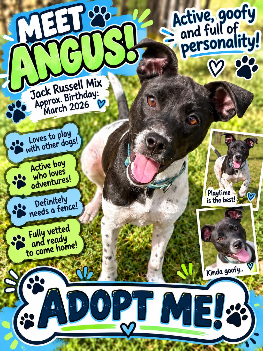 Enlarge Angus, a Adoptable mixed breed in Ooltewah, TN image 3/6