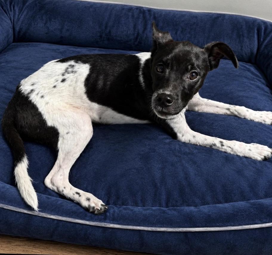 Enlarge Angus, a ADOPTABLE mixed breed in Ooltewah, TN image 3/6