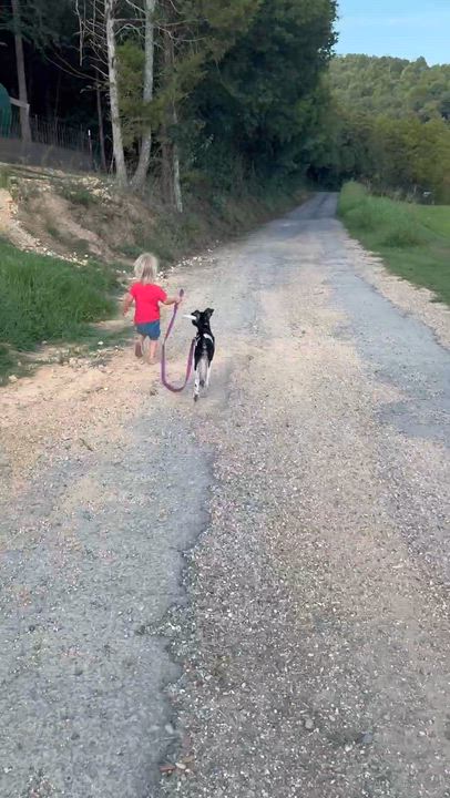 Enlarge Angus, a ADOPTABLE mixed breed in Ooltewah, TN video 6/6