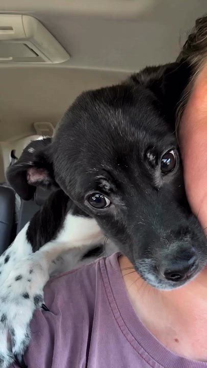 Enlarge Angus, a Adoptable mixed breed in Ooltewah, TN video 6/6