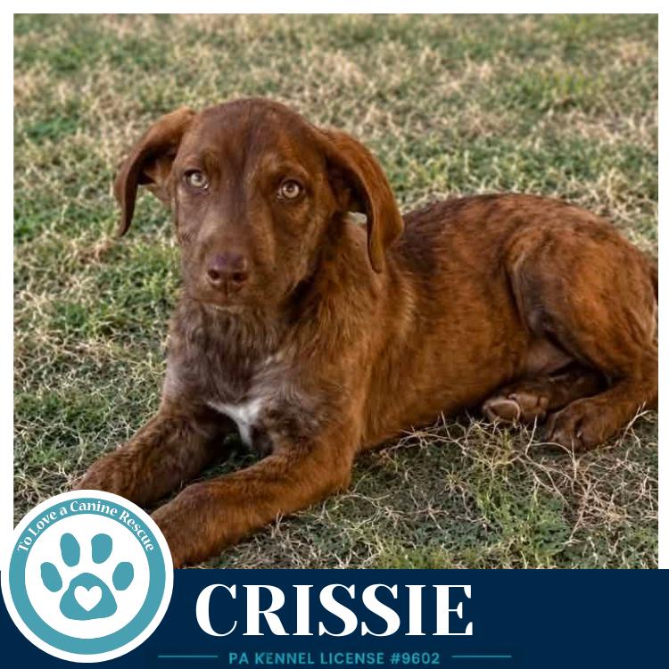 Crissie (The Copper Crew) 062026, a Adoptable mixed breed in Kimberton, PA image 1/5