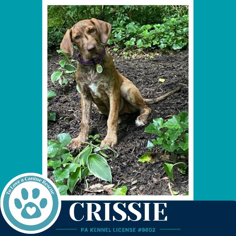 Crissie (The Copper Crew) 062026, a Adoptable mixed breed in Kimberton, PA image 2/5