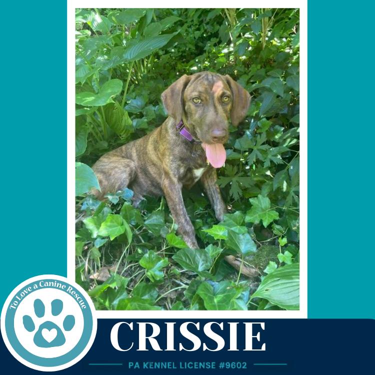 Crissie (The Copper Crew) 062026, a Adoptable mixed breed in Kimberton, PA image 3/5