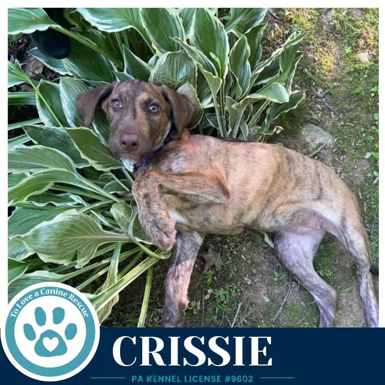 Crissie (The Copper Crew) 062026, a Adoptable mixed breed in Kimberton, PA image 4/5
