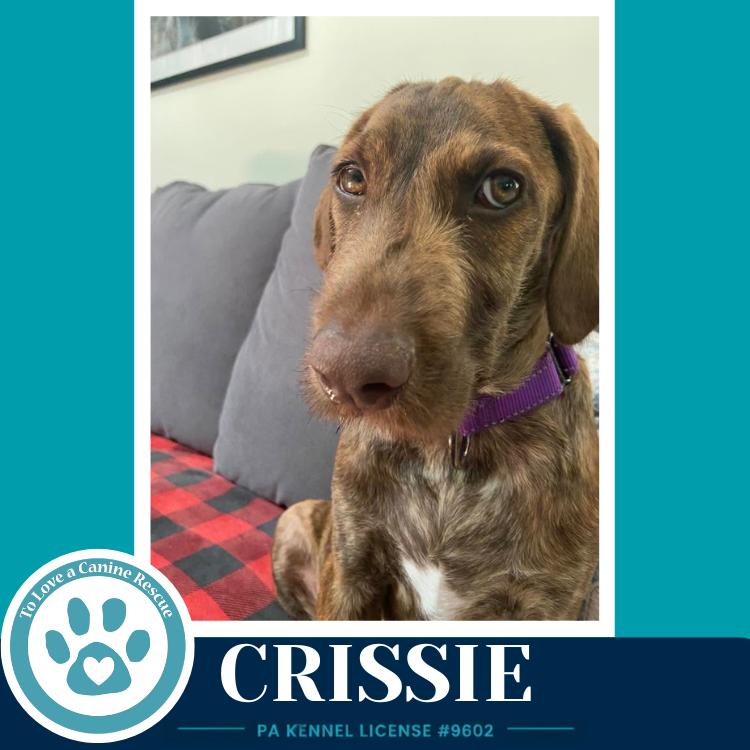 Crissie (The Copper Crew) 062026, a Adoptable mixed breed in Kimberton, PA image 5/5
