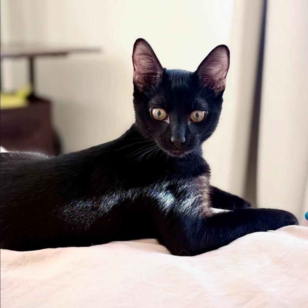 Enlarge Ink, a Adoptable Domestic Short Hair in Escondido, CA image 1/4