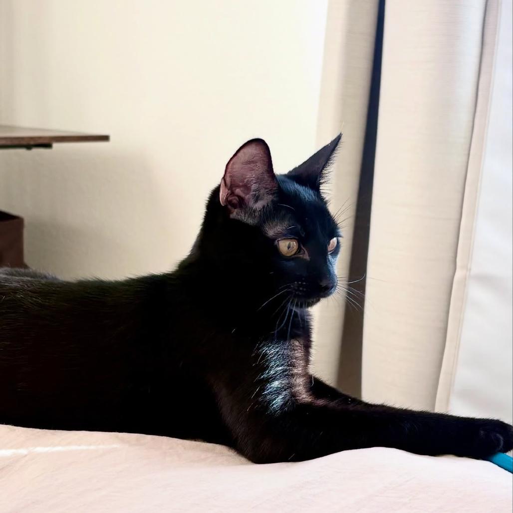 Enlarge Ink, a Adoptable Domestic Short Hair in Escondido, CA image 2/4