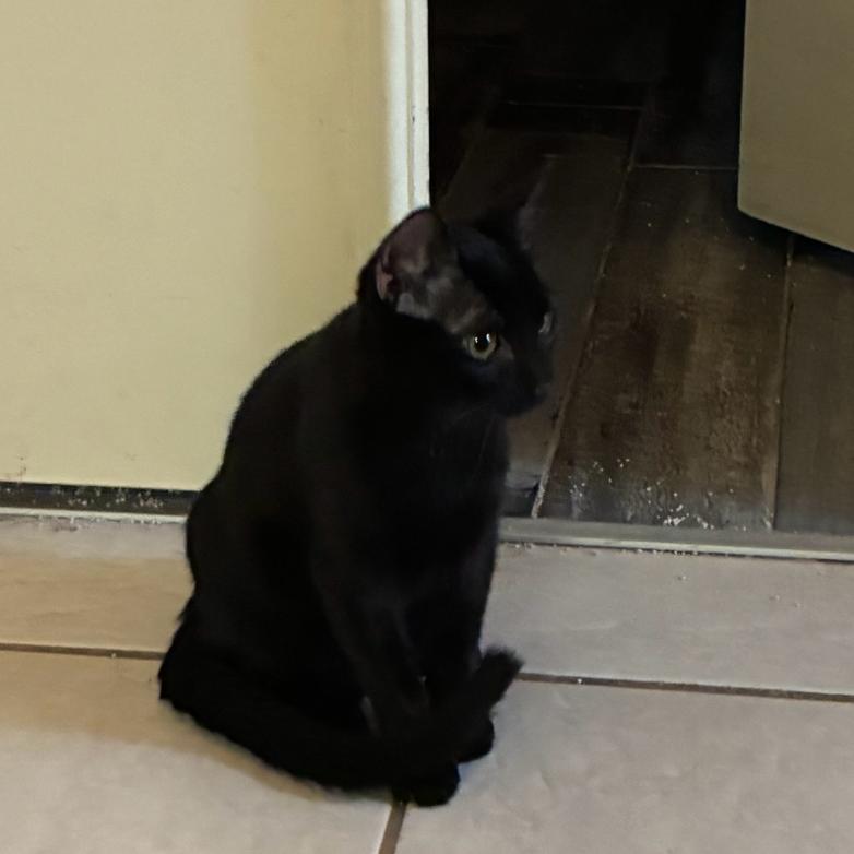 Enlarge Ink, a Adoptable Domestic Short Hair in Escondido, CA image 3/4