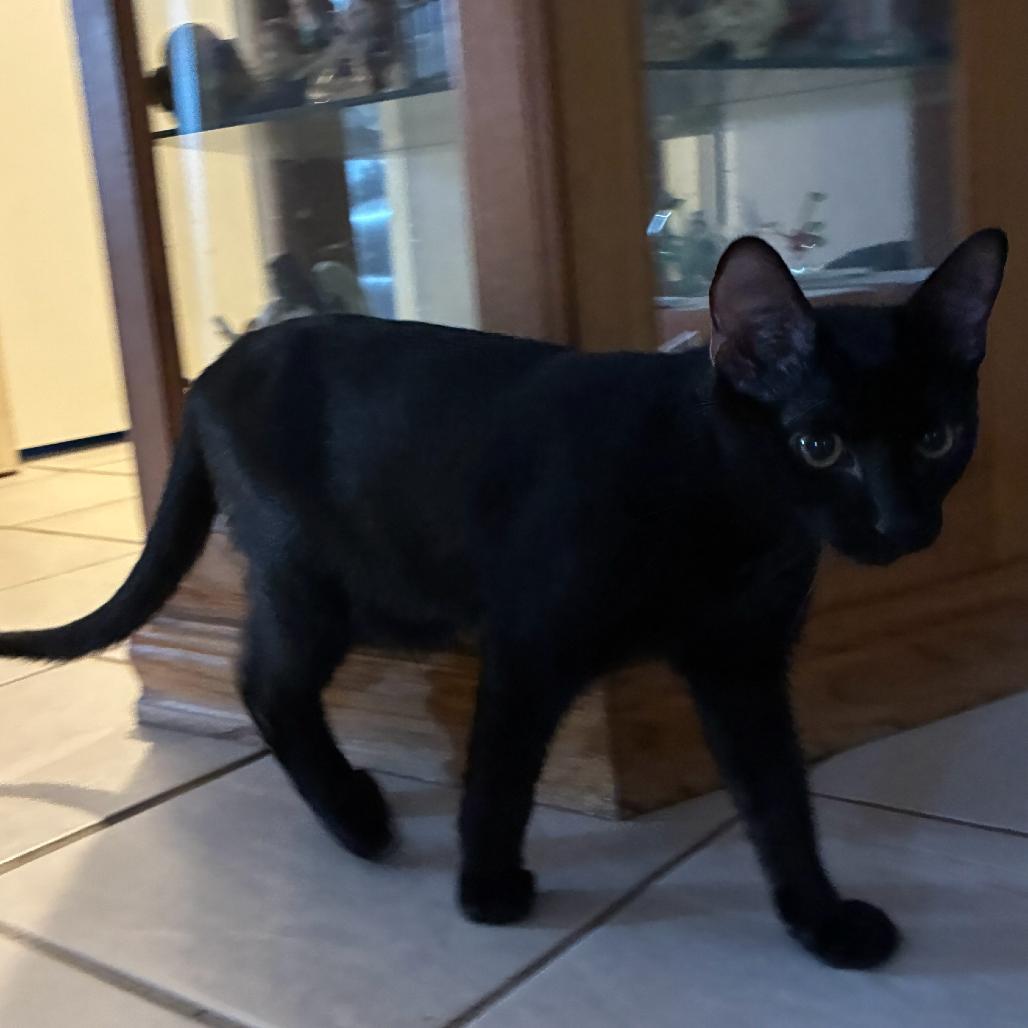 Enlarge Ink, a Adoptable Domestic Short Hair in Escondido, CA image 4/4
