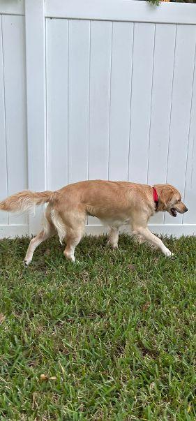 Enlarge WINNIE, an adopted Golden Retriever in Jacksonville, FL image 2/4