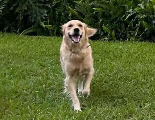 Enlarge WINNIE, an adopted Golden Retriever in Jacksonville, FL image 3/4