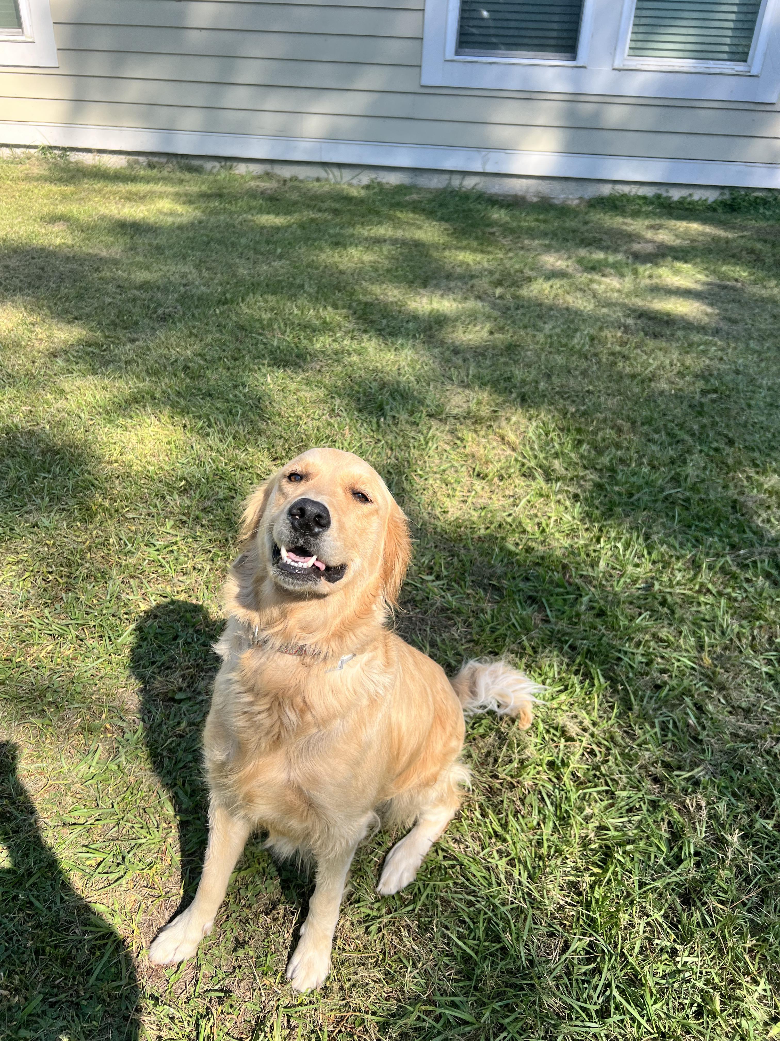 WINNIE, adopted, Adult Female Golden Retriever.