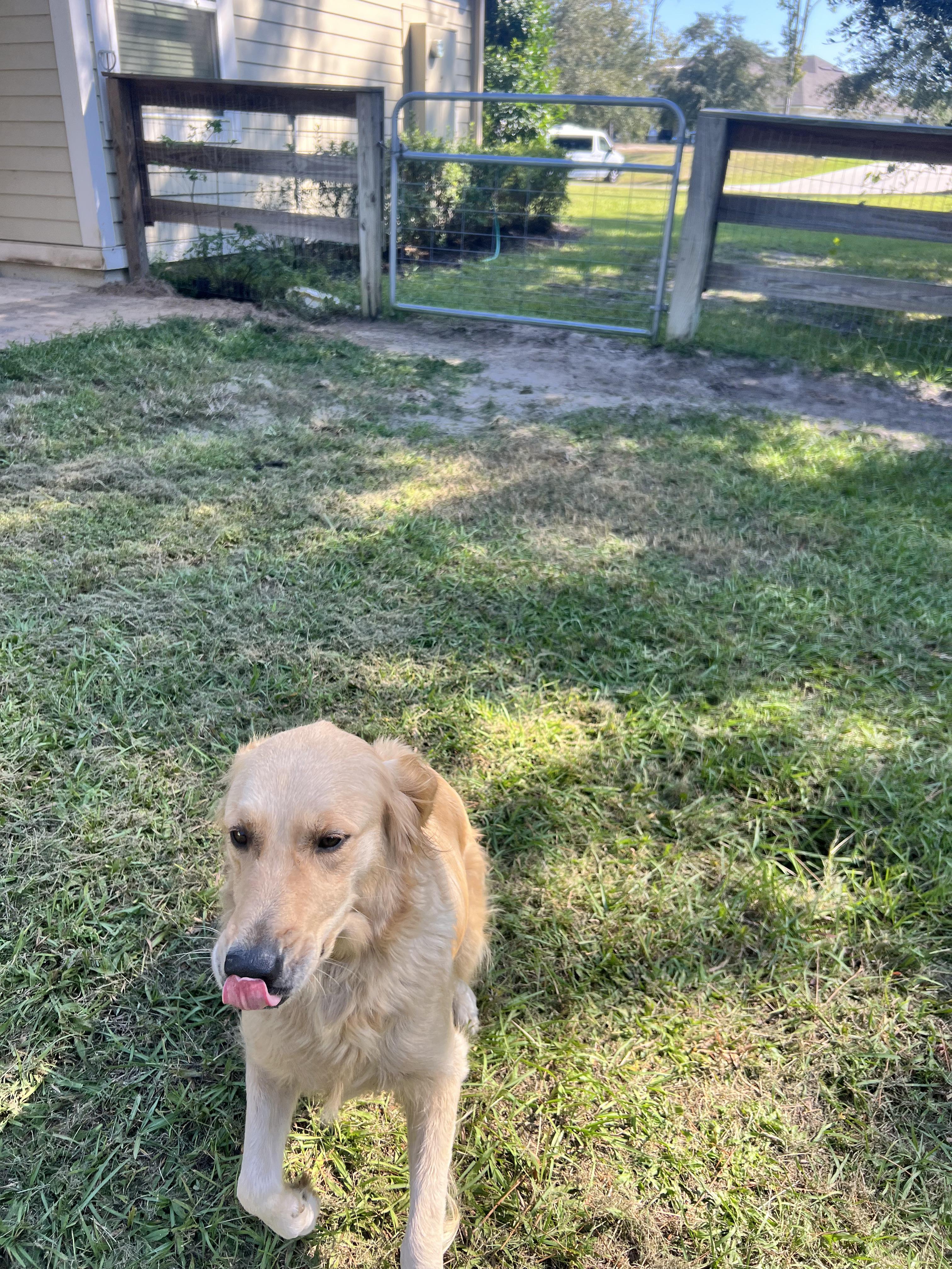 Enlarge WINNIE, an adopted Golden Retriever in Jacksonville, FL image 4/4