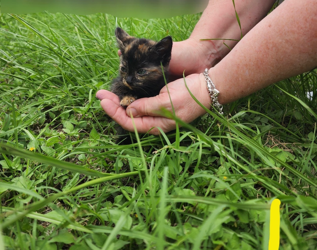 One Two Three 4 5 6, Adopted, Kitten Female Domestic Short Hair.