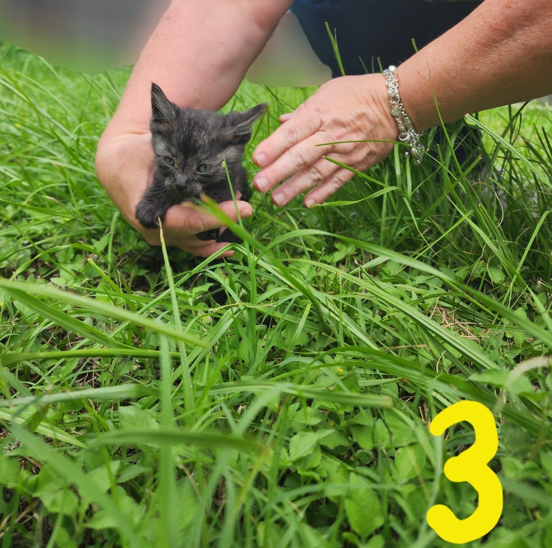 Enlarge One Two Three 4 5 6, a Adopted Domestic Short Hair in Fort Worth, TX image 2/6