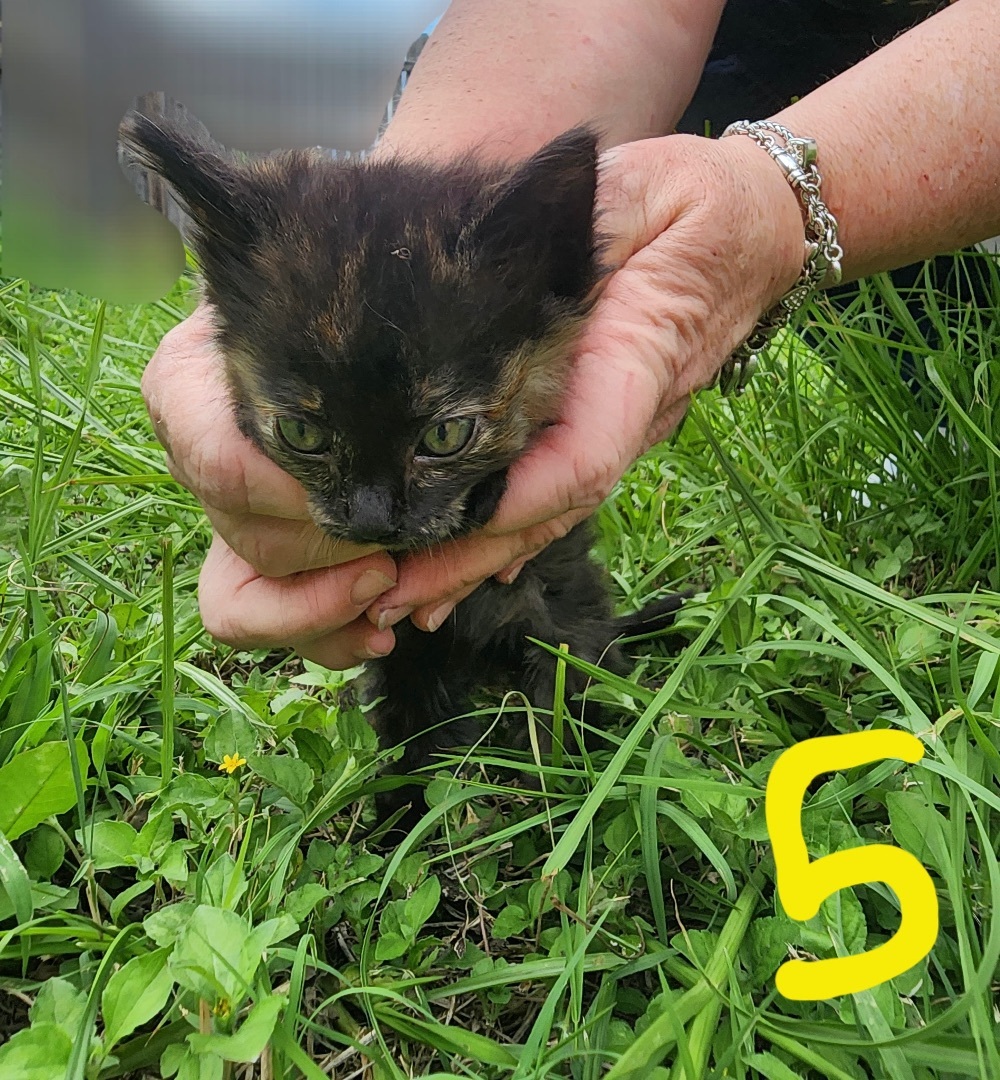 Enlarge One Two Three 4 5 6, a Adopted Domestic Short Hair in Fort Worth, TX image 3/6