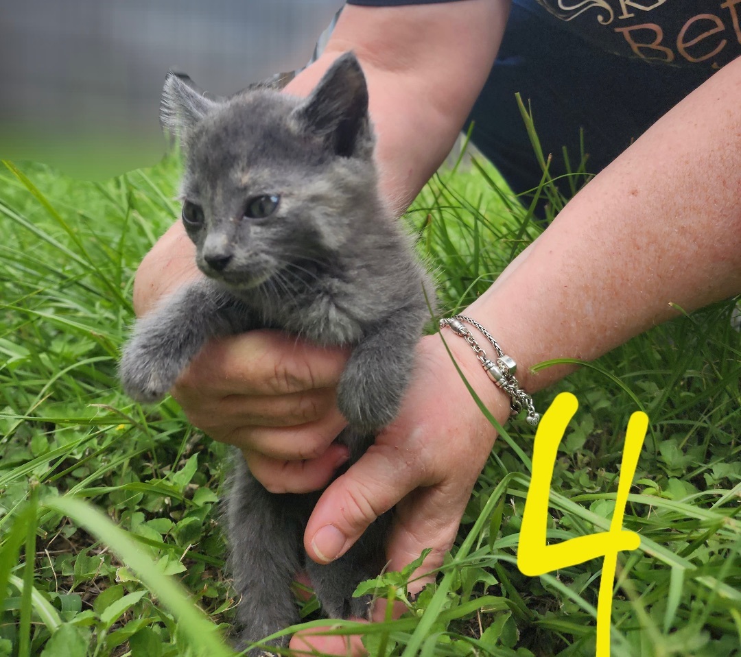 Enlarge One Two Three 4 5 6, a Adopted Domestic Short Hair in Fort Worth, TX image 4/6