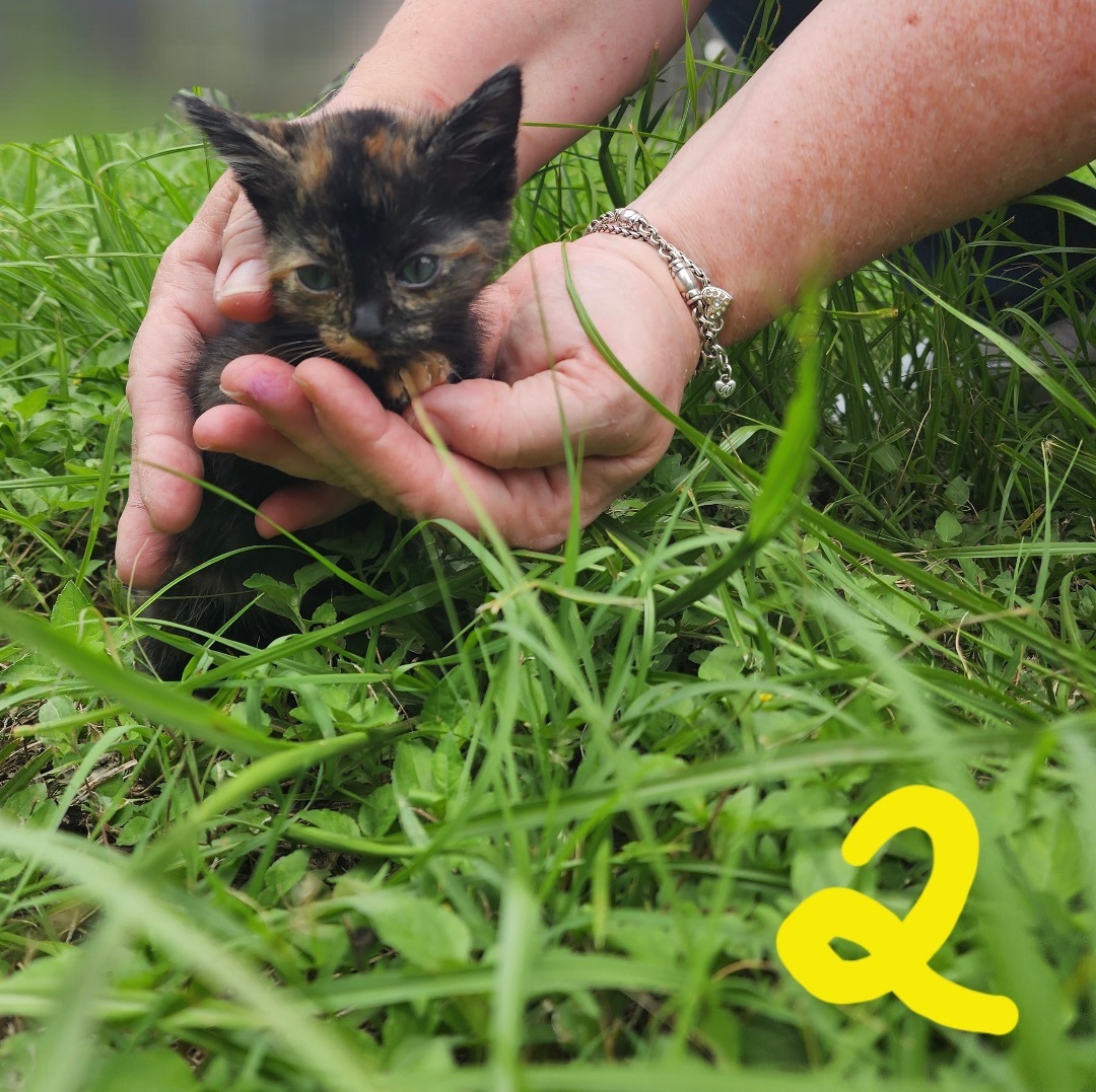 Enlarge One Two Three 4 5 6, a Adopted Domestic Short Hair in Fort Worth, TX image 5/6