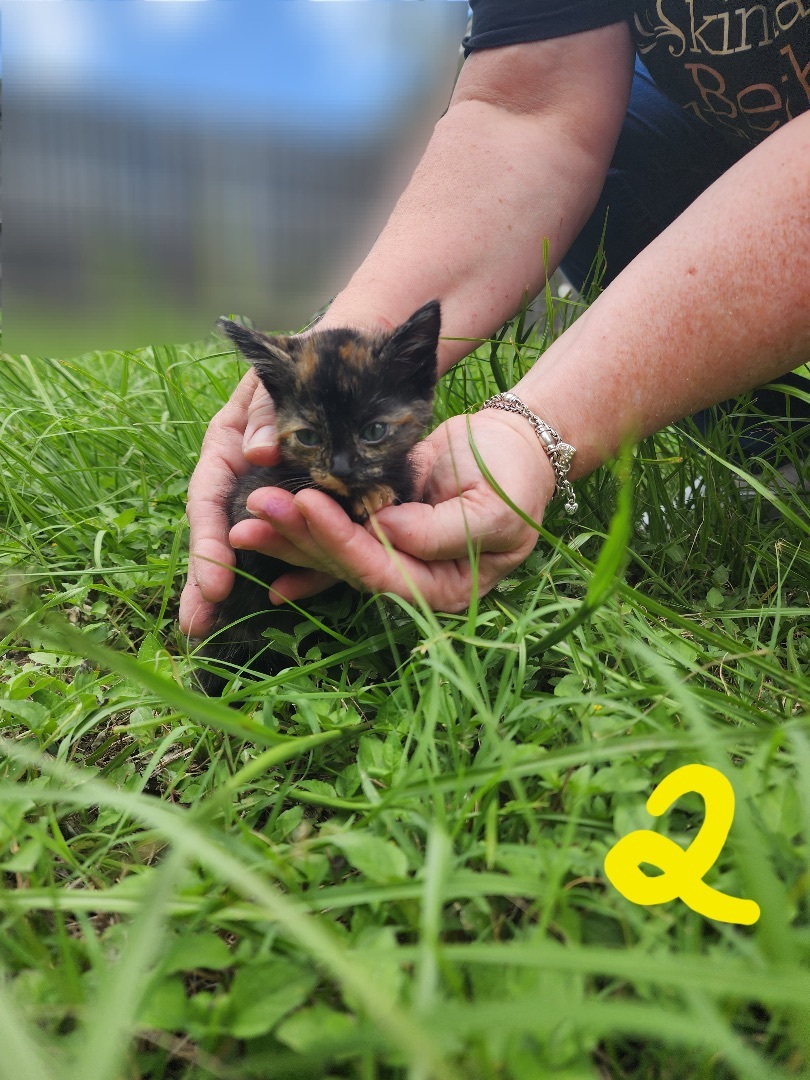 Enlarge One Two Three 4 5 6, a Adopted Domestic Short Hair in Fort Worth, TX image 6/6