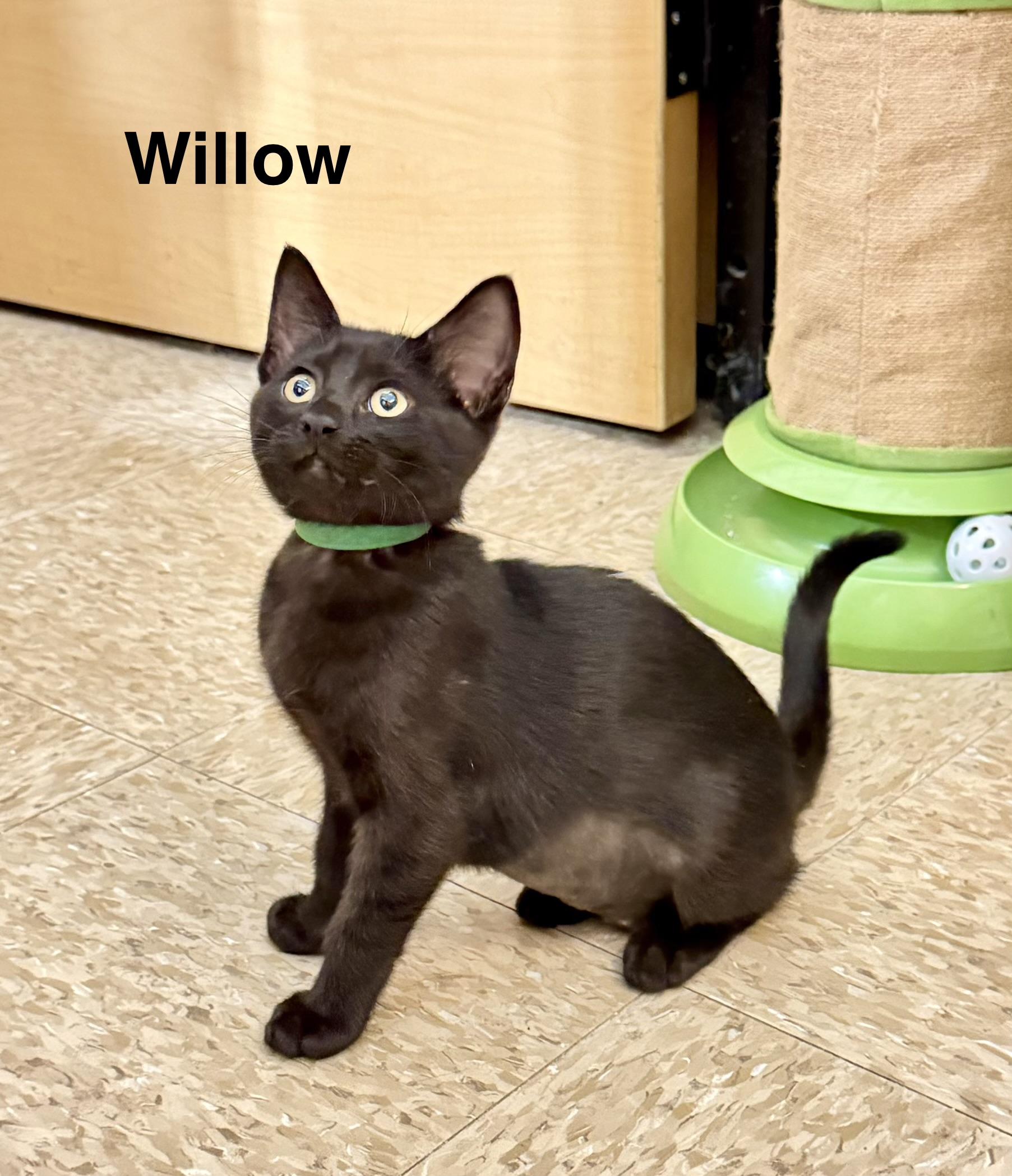 Willow, Adopted, Young Female Domestic Short Hair.