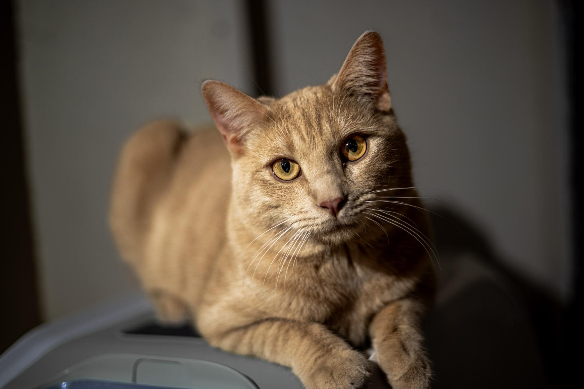 Enlarge Ilya, a ADOPTABLE Domestic Short Hair in Marana, AZ image 1/2