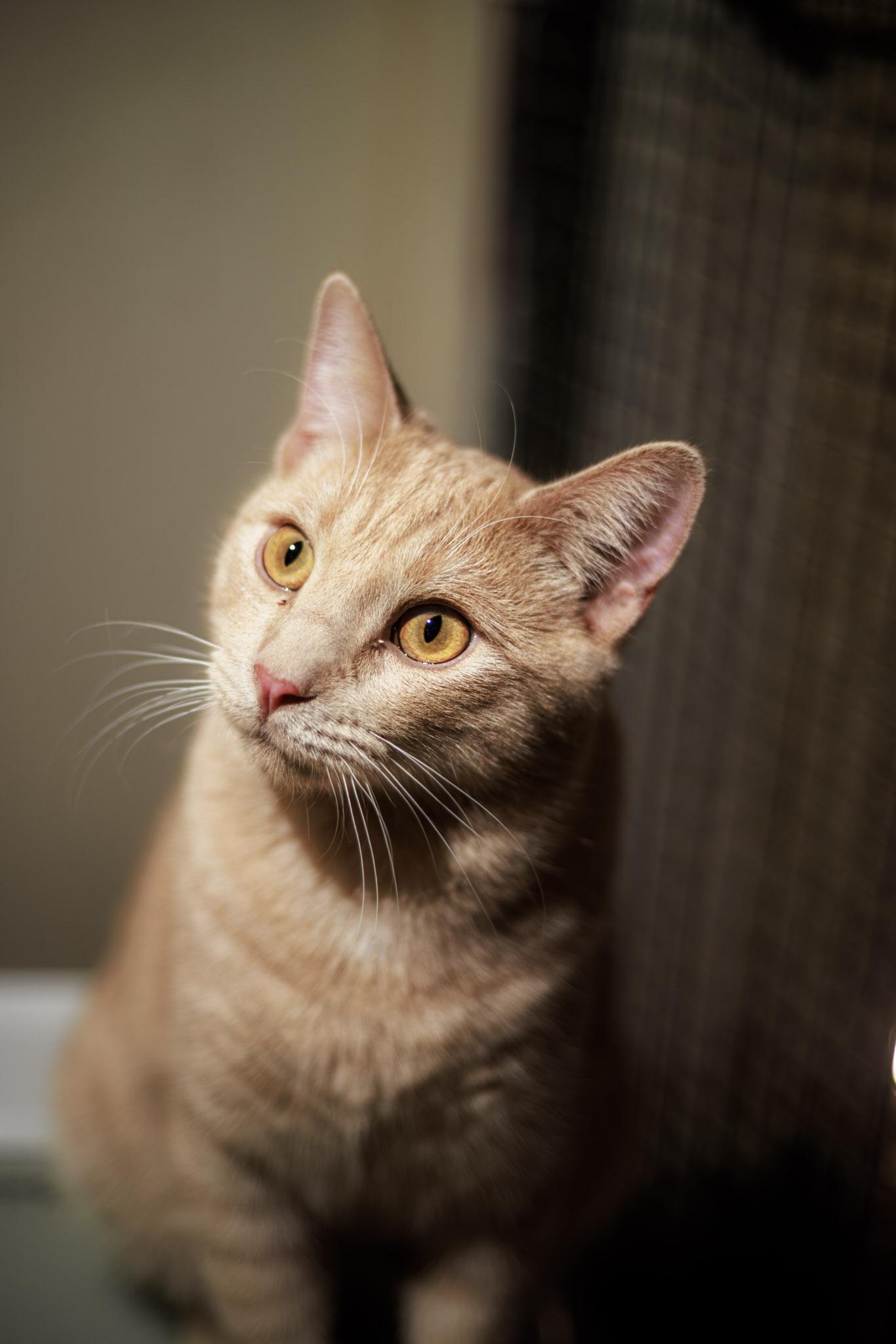 Enlarge Ilya, a ADOPTABLE Domestic Short Hair in Marana, AZ image 2/2