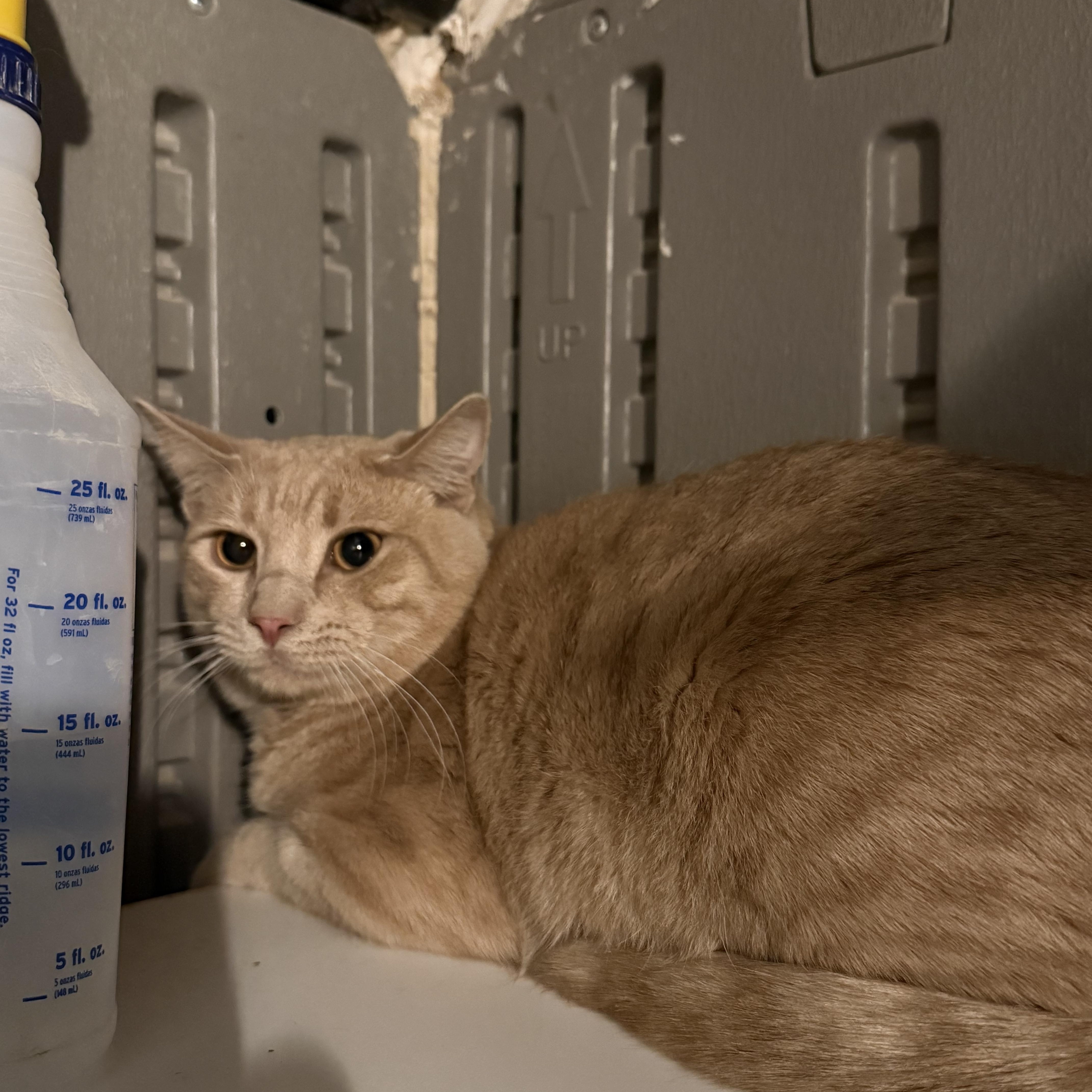 Enlarge Ilya, a ADOPTABLE Domestic Short Hair in Marana, AZ image 1/1